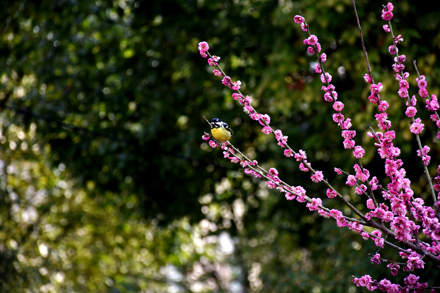 莺飞草长春暖花开