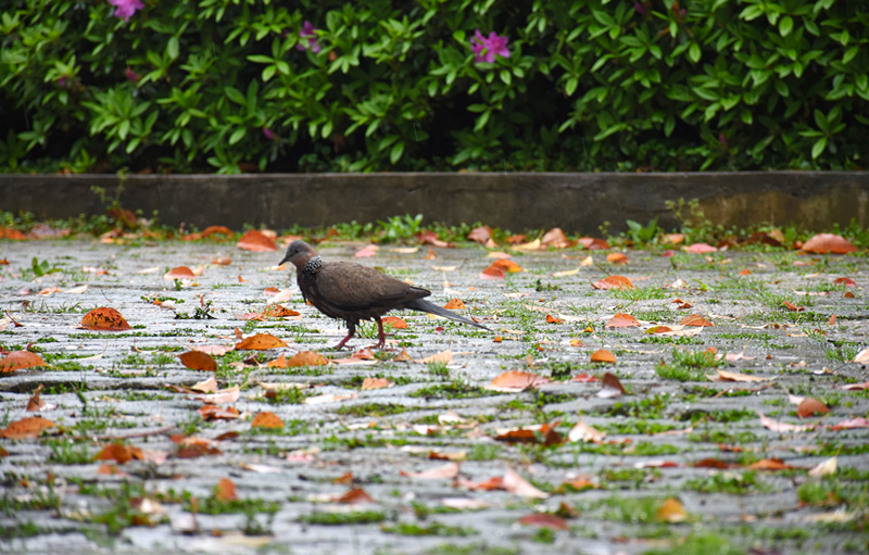 DSC_2549.JPG