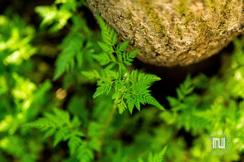 戴振国                 春天里的故事 (2) 拷贝.jpg