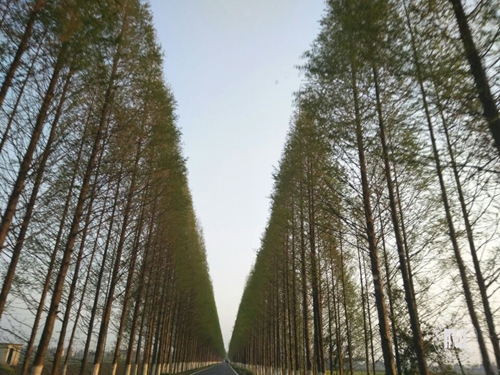 邓雨晗 (2) 拷贝.jpg