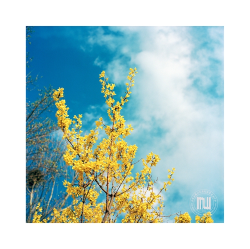 秦一飞                春天里的故事 (3) 拷贝.jpg