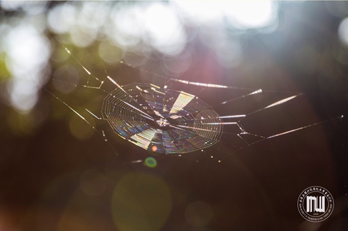 戴振国                 春天里的故事 (1) 拷贝.jpg