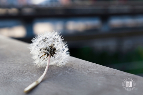 杨燕菱                 春天里的故事 (4) 拷贝.jpg