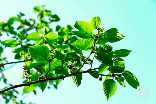 杨燕菱                 春天里的故事 (2) 拷贝.jpg