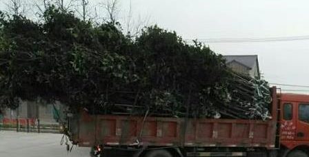 响应习总书记保护长江战略 我校驻村工作队植树节赠种树苗1000株