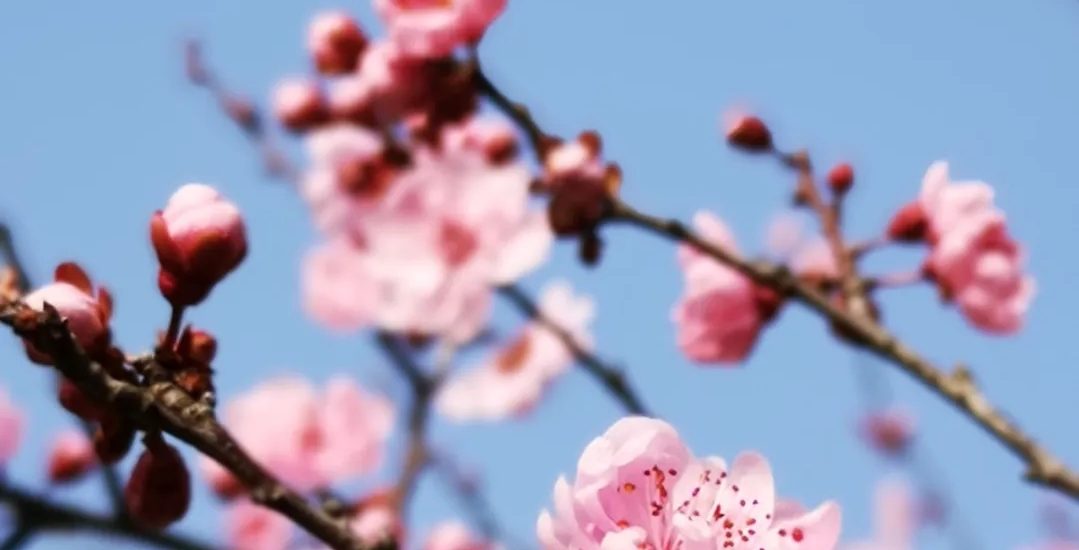 校工会致全体女教职工“三八”妇女节的慰问信