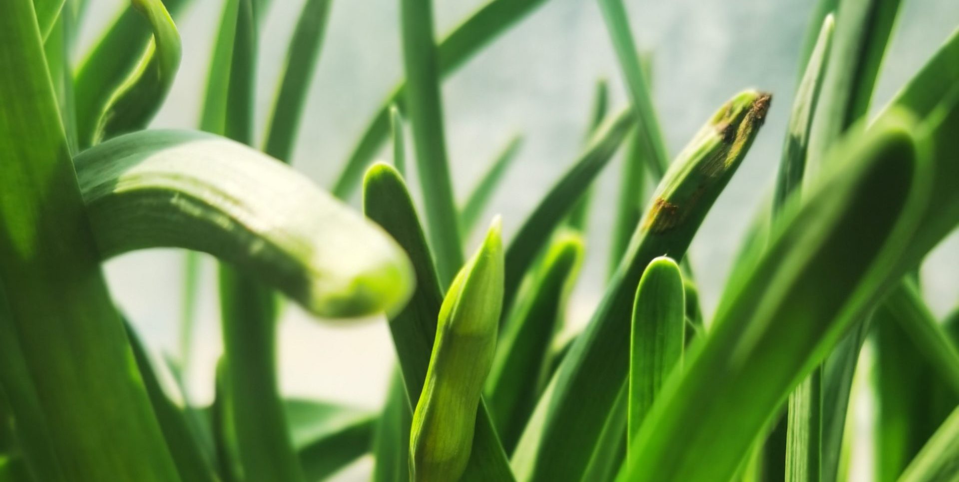 积极心理团体辅导第三期——“花开我家”团体辅导活动静待花开！