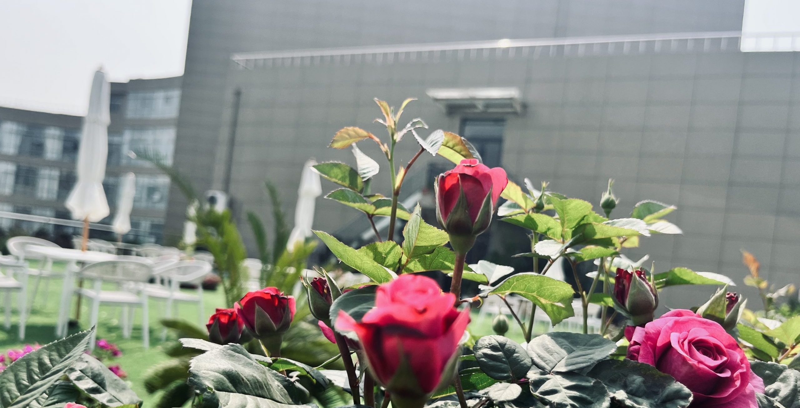 以画绘心、以言传情